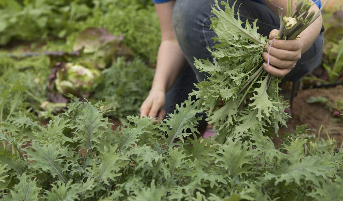 Arugula