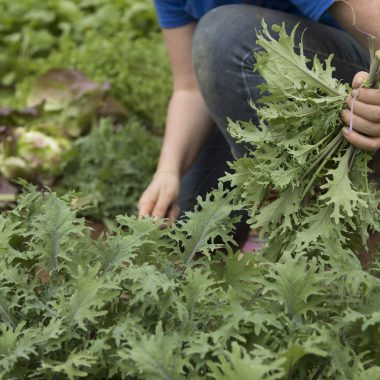 Arugula