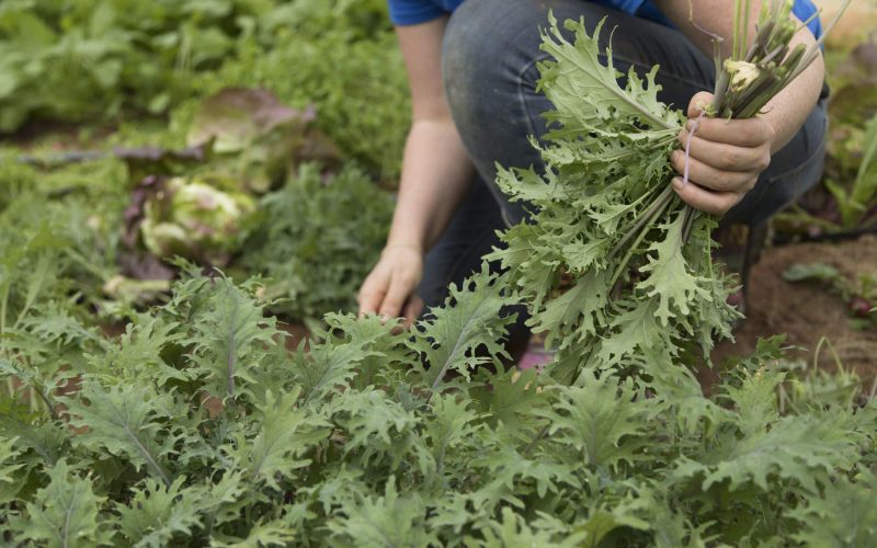 Arugula