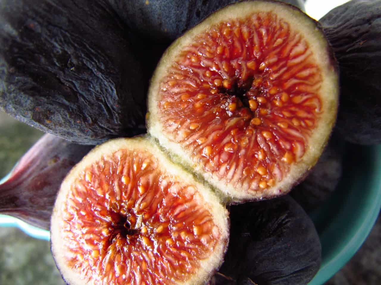 Figs