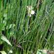 Horsetail