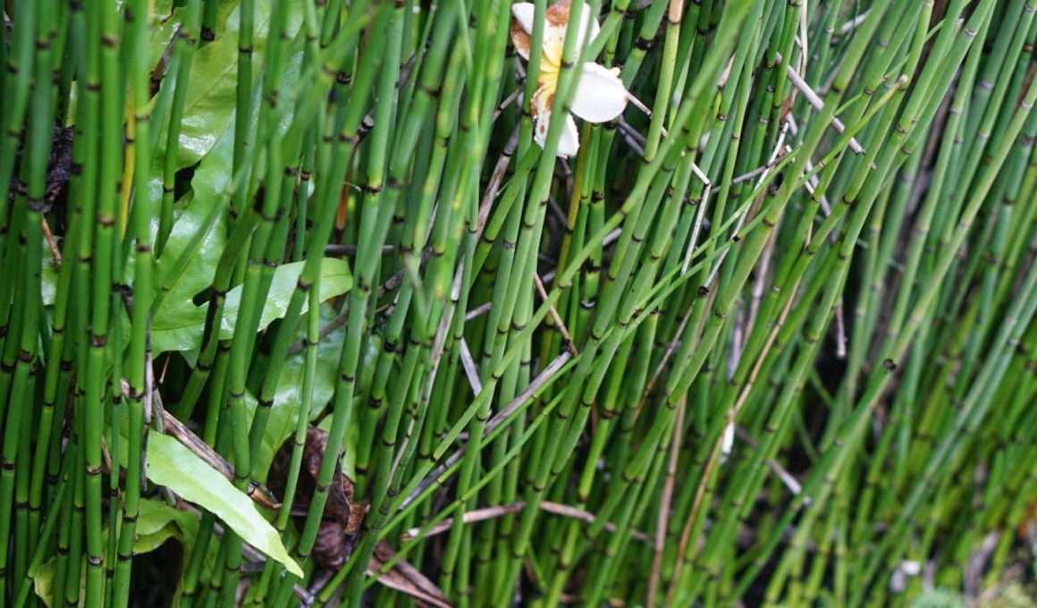 Horsetail