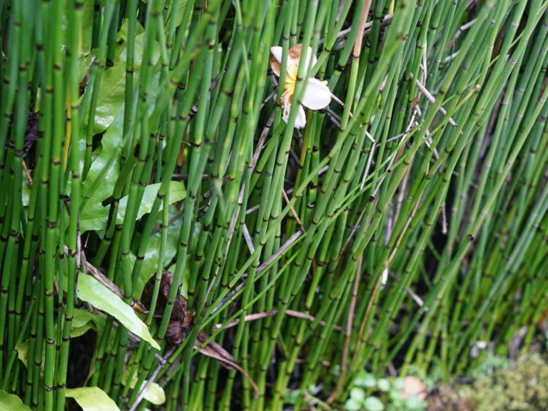 Horsetail