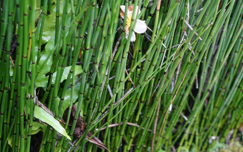 Horsetail