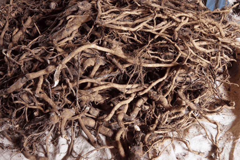 Kava Root