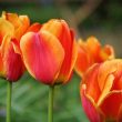 Orange Tulip