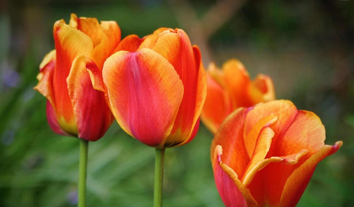 Orange Tulip