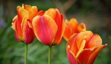 Orange Tulip