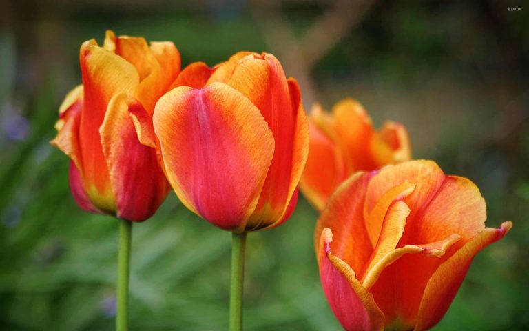 Orange Tulip