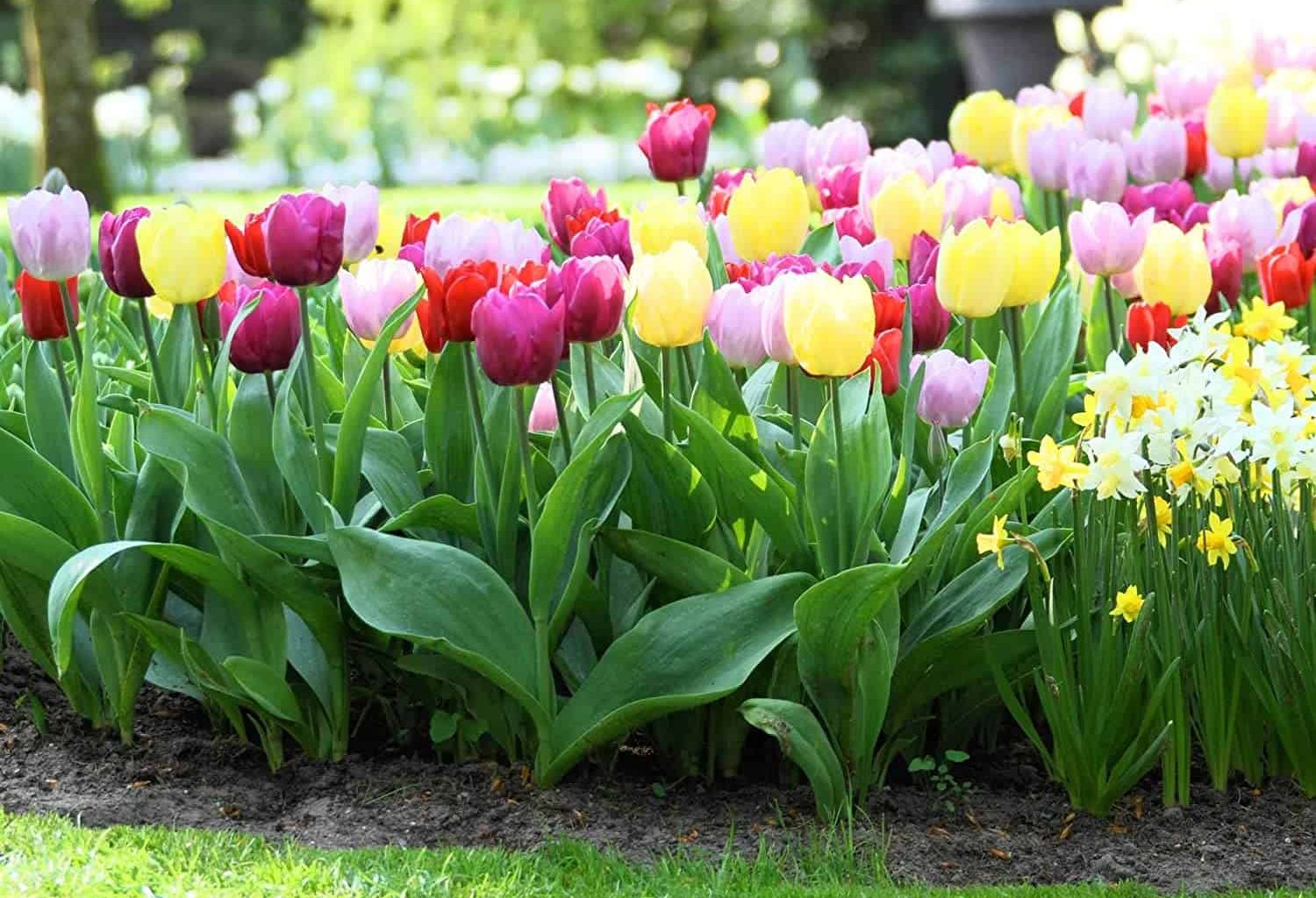 Tulip