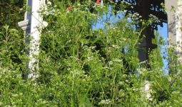 Widow’s Weeds