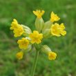 Cowslip or Herb Peter