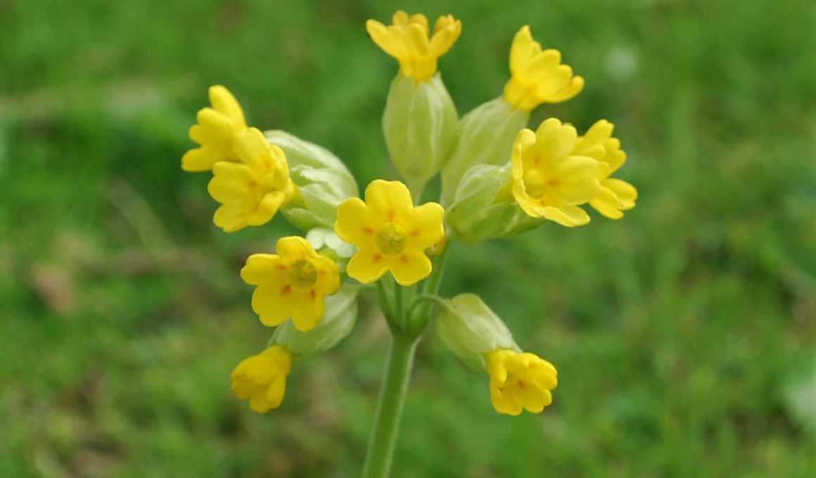 Cowslip or Herb Peter