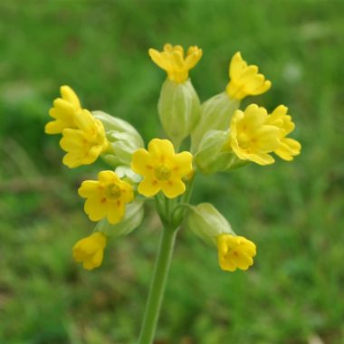 Cowslip or Herb Peter