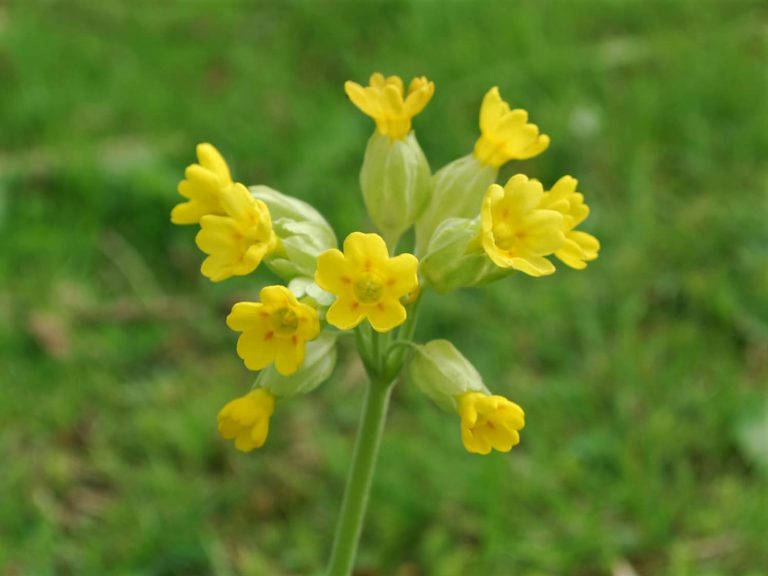 Cowslip or Herb Peter