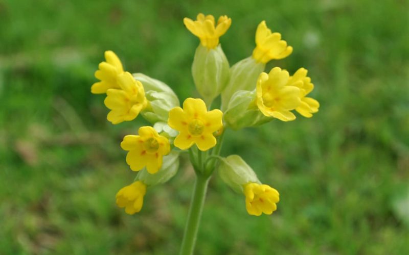 Cowslip or Herb Peter