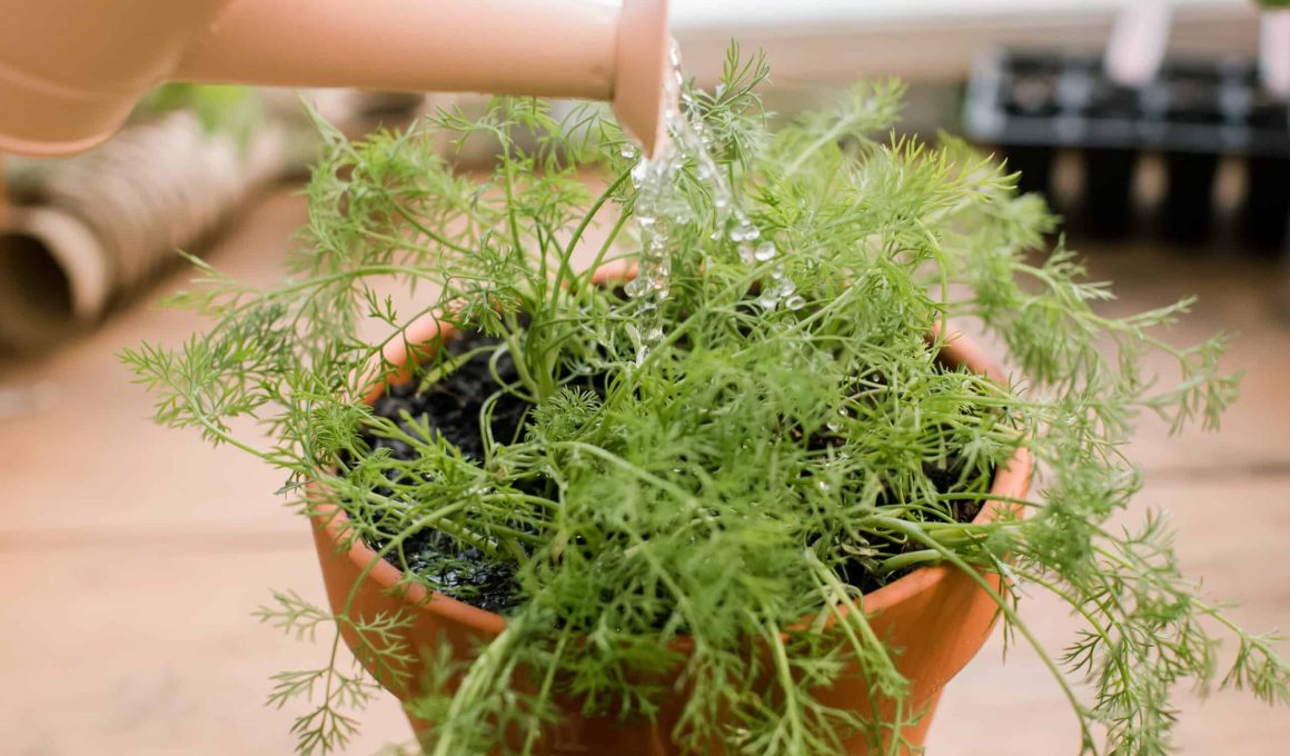 Dill (Anethum Graveolens)