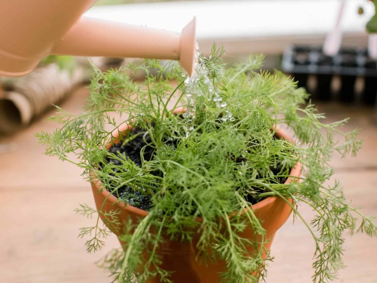 Dill (Anethum Graveolens)