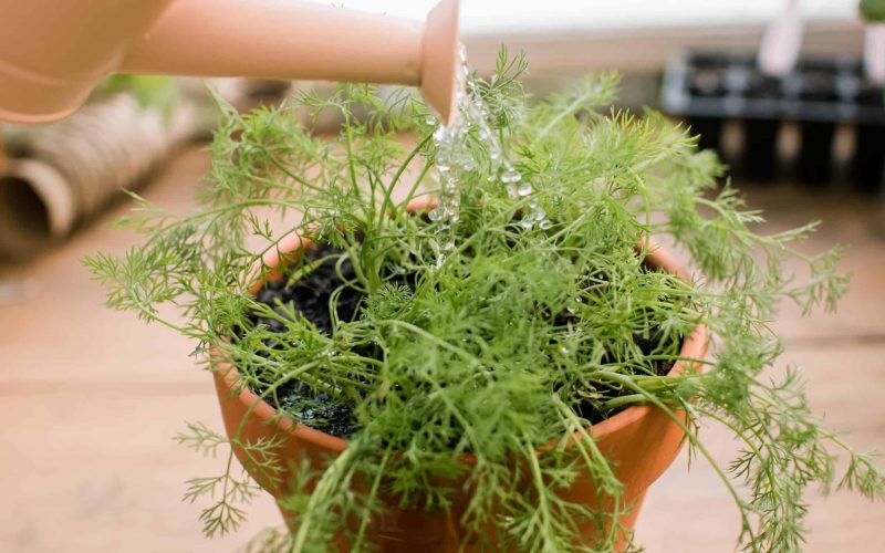 Dill (Anethum Graveolens)