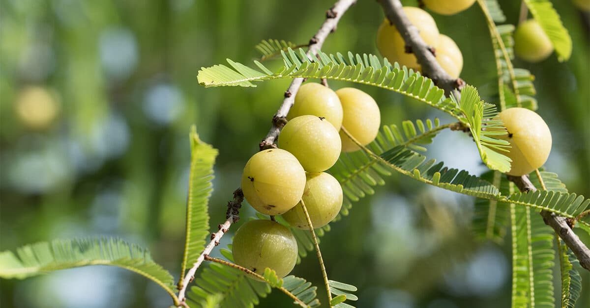 Indian Gooseberry