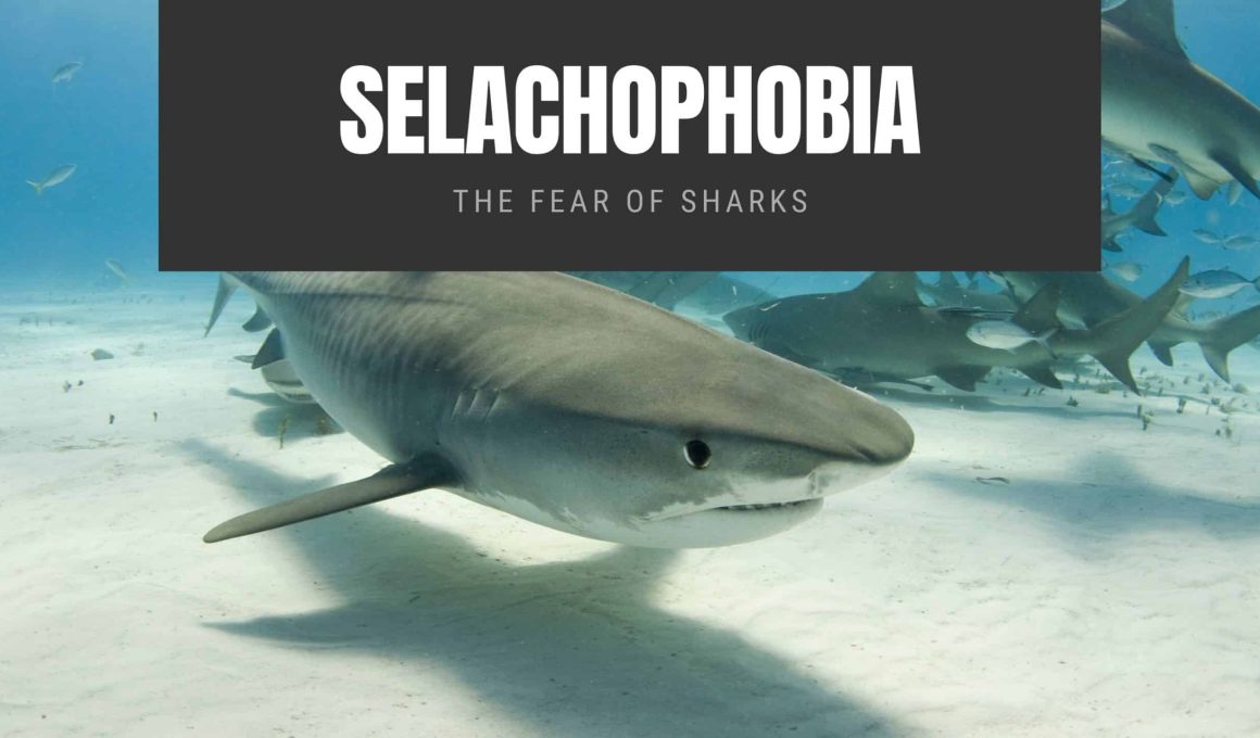 Selachophobia: The Fear of Sharks