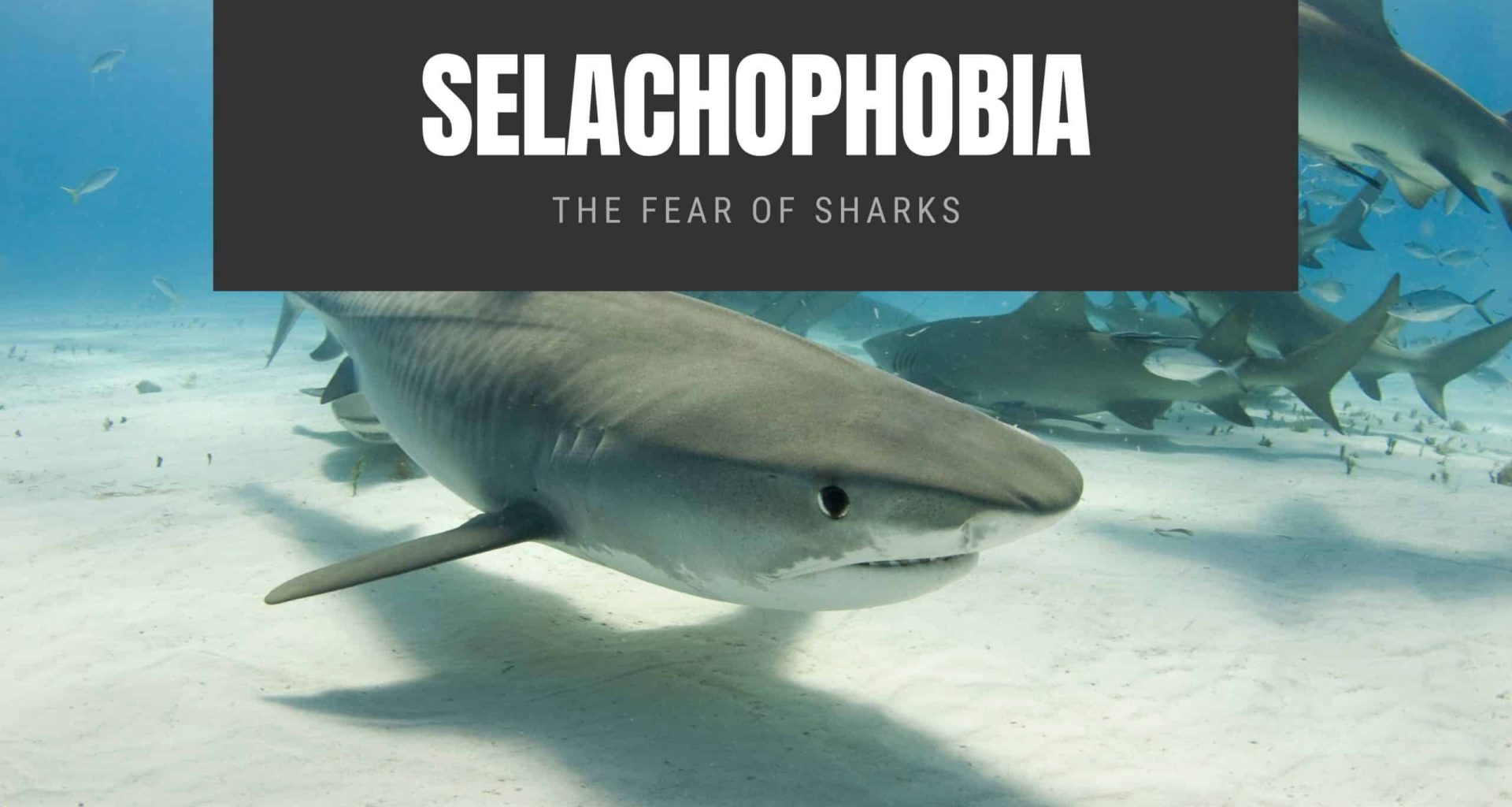 Selachophobia: The Fear of Sharks