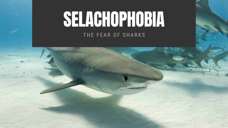 Selachophobia: The Fear of Sharks