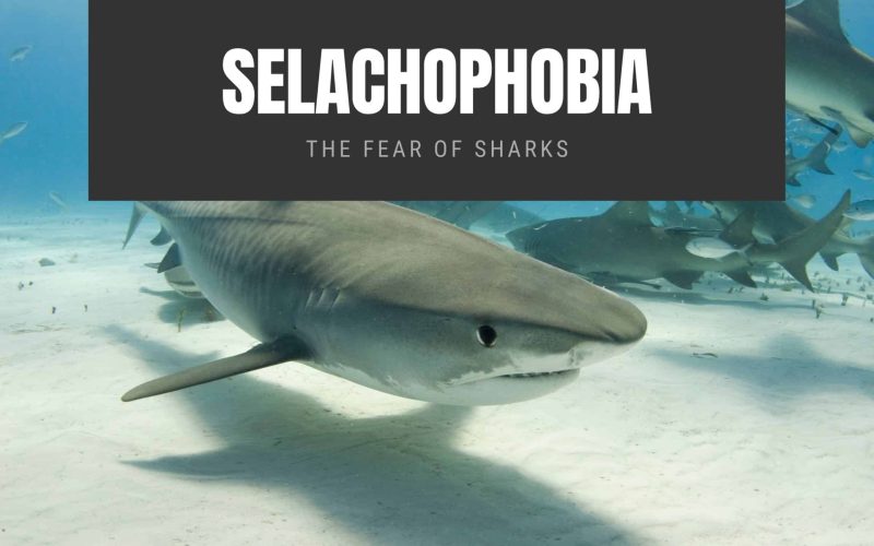 Selachophobia: The Fear of Sharks