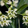 White Swallowwort