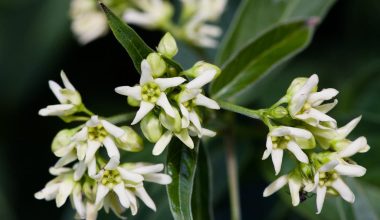 White Swallowwort