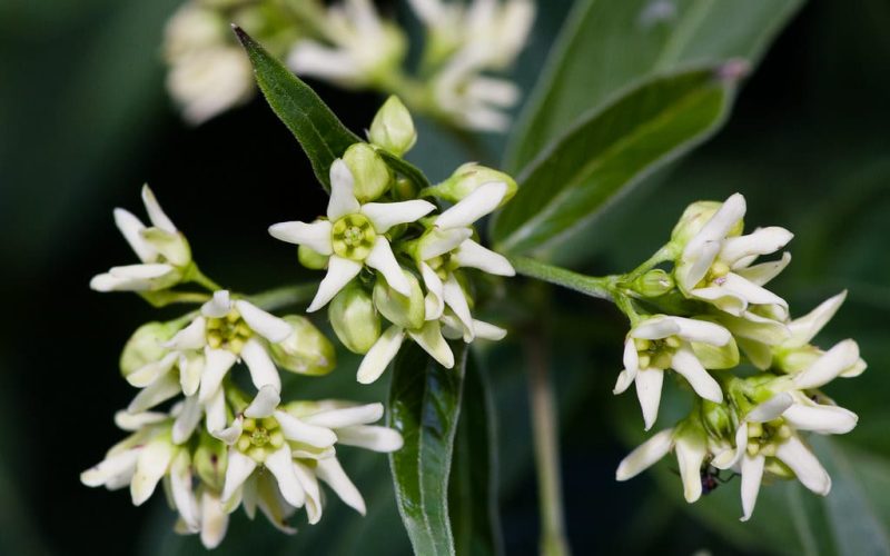 White Swallowwort