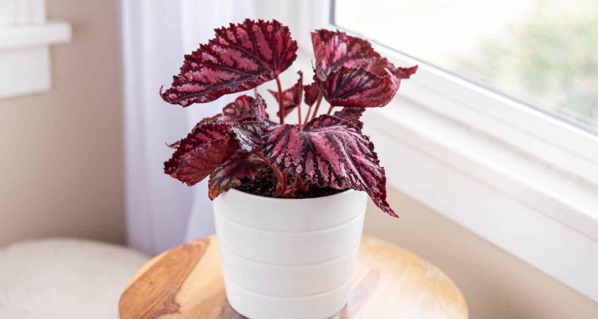 Begonia Houseplant