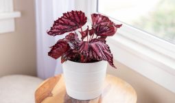 Begonia Houseplant