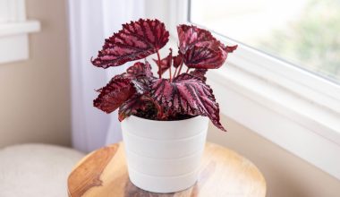 Begonia Houseplant