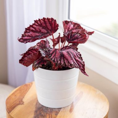 Begonia Houseplant