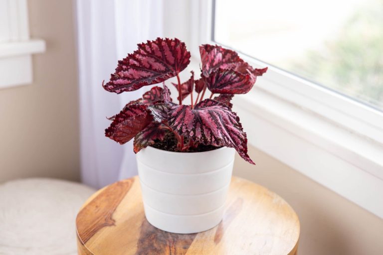 Begonia Houseplant