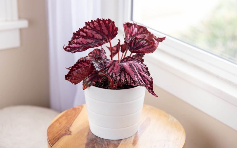 Begonia Houseplant