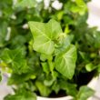 English Ivy Houseplant