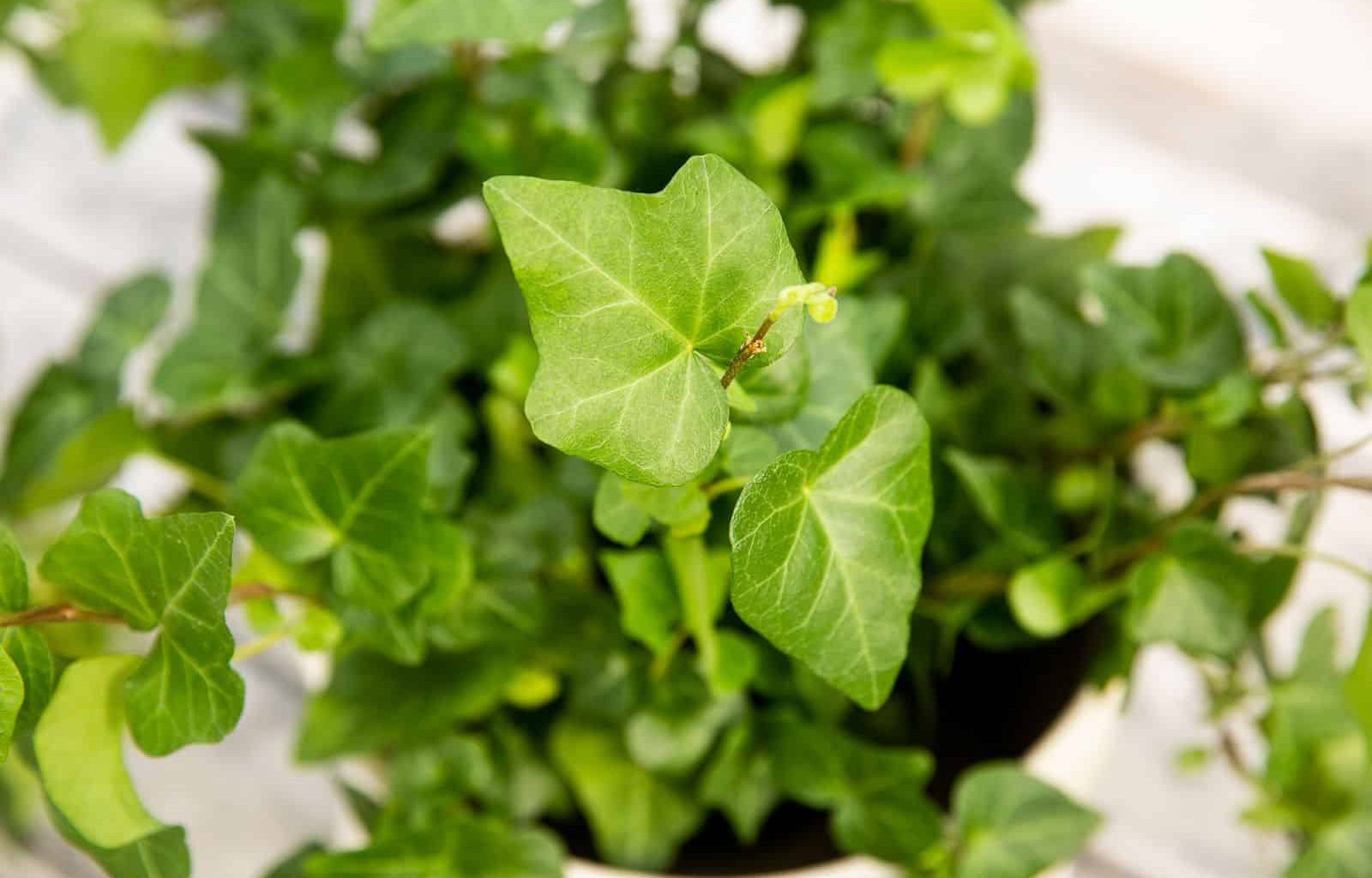 English Ivy Houseplant