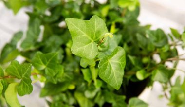 English Ivy Houseplant