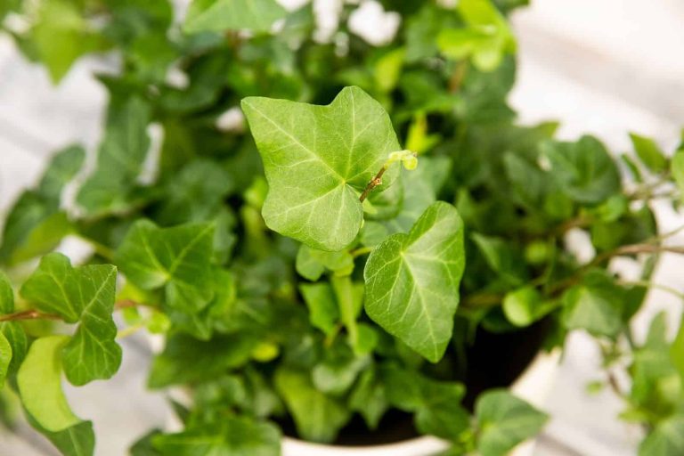 English Ivy Houseplant