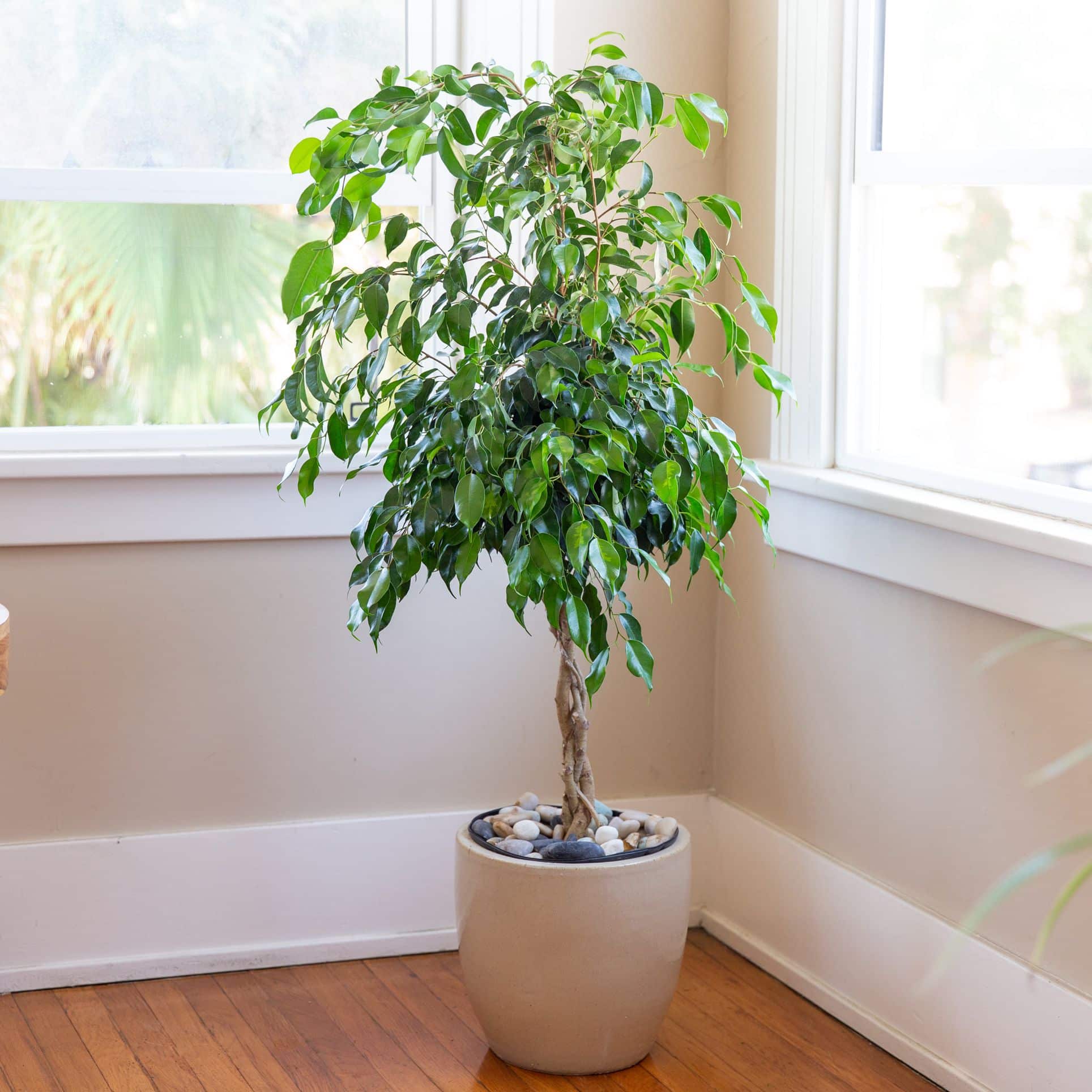 Ficus Houseplant