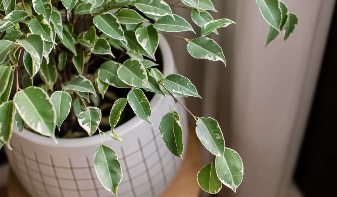 Ficus Houseplant