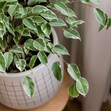 Ficus Houseplant