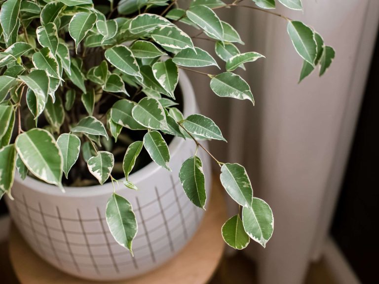Ficus Houseplant