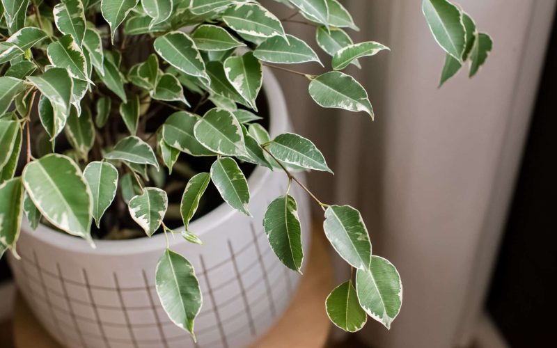 Ficus Houseplant