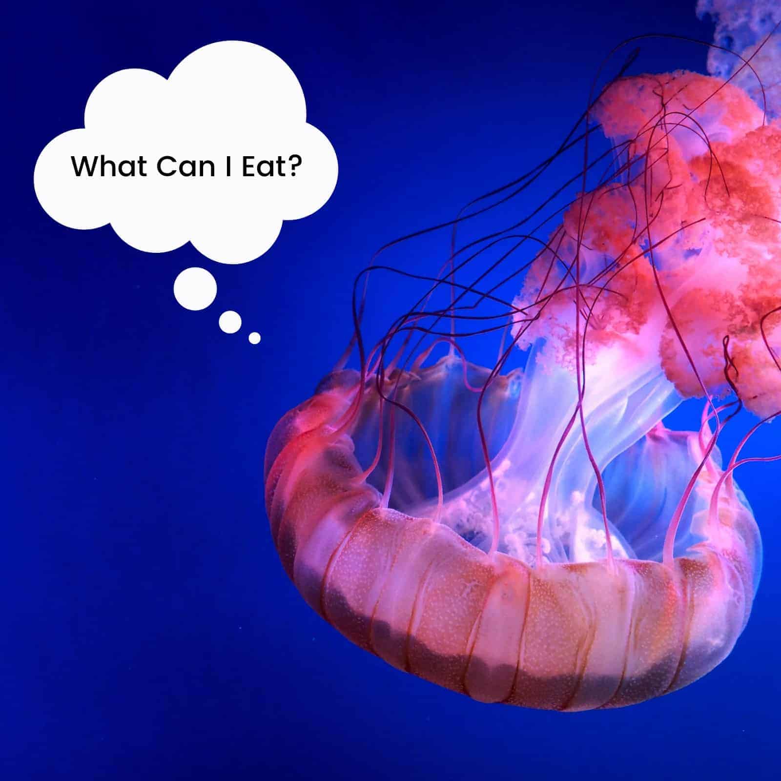 Jellyfish Eat