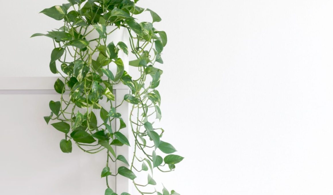 Pothos Houseplant