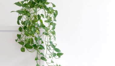 Pothos Houseplant