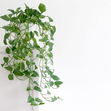 Pothos Houseplant